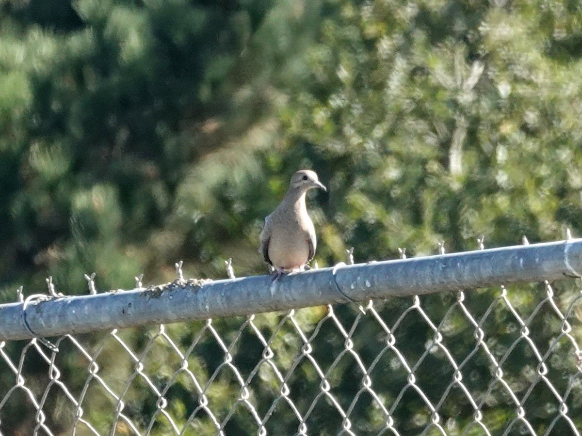 Mourning Dove - ML642363266