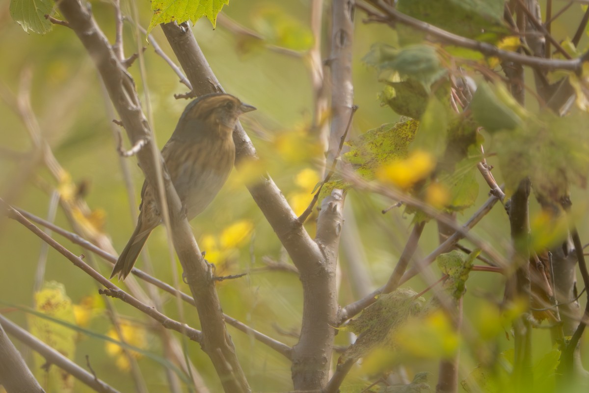 Nelson's Sparrow - ML642363267