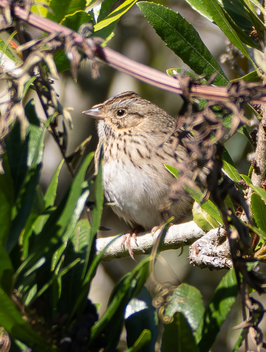 Lincoln's Sparrow - ML642363268