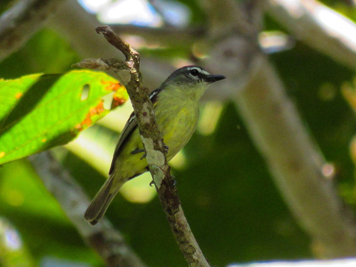 White-lored Tyrannulet - ML642363269