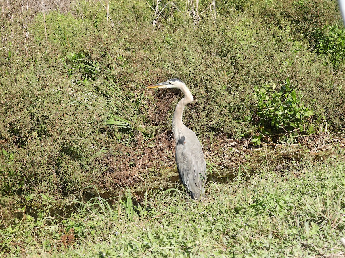 Great Blue Heron - ML642363270