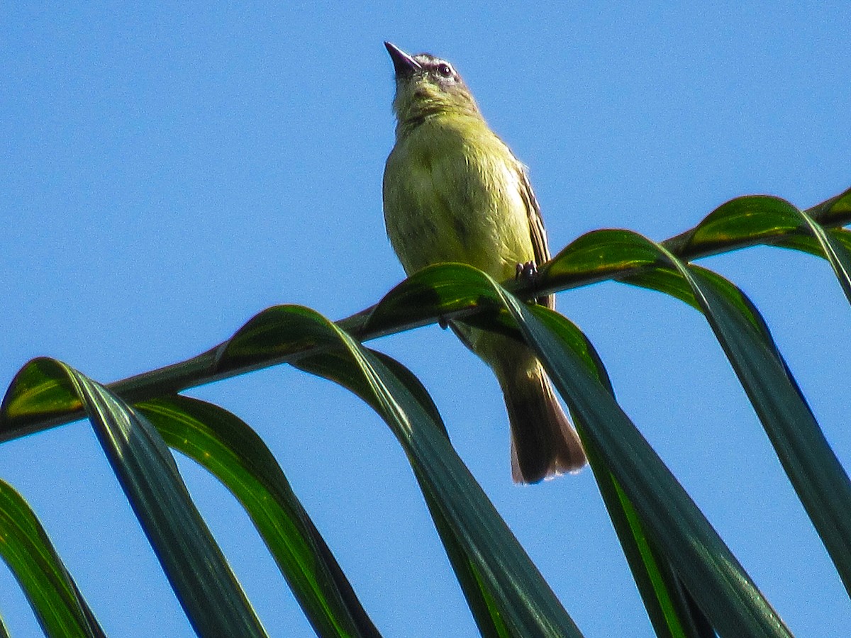 White-lored Tyrannulet - ML642363271
