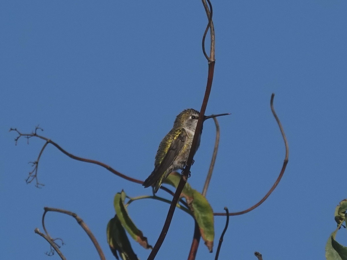 Anna's Hummingbird - ML642363273