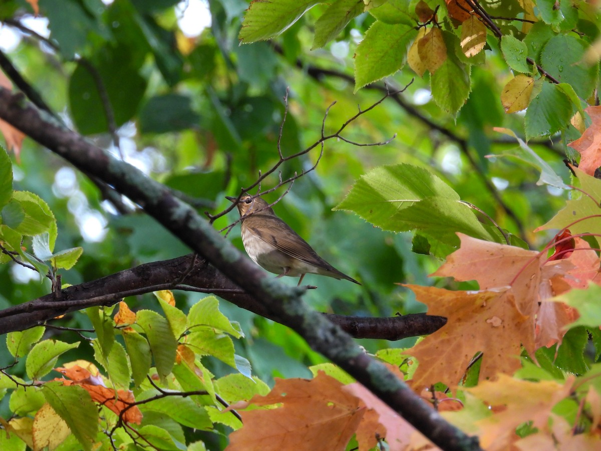 Swainson's Thrush - ML642363274