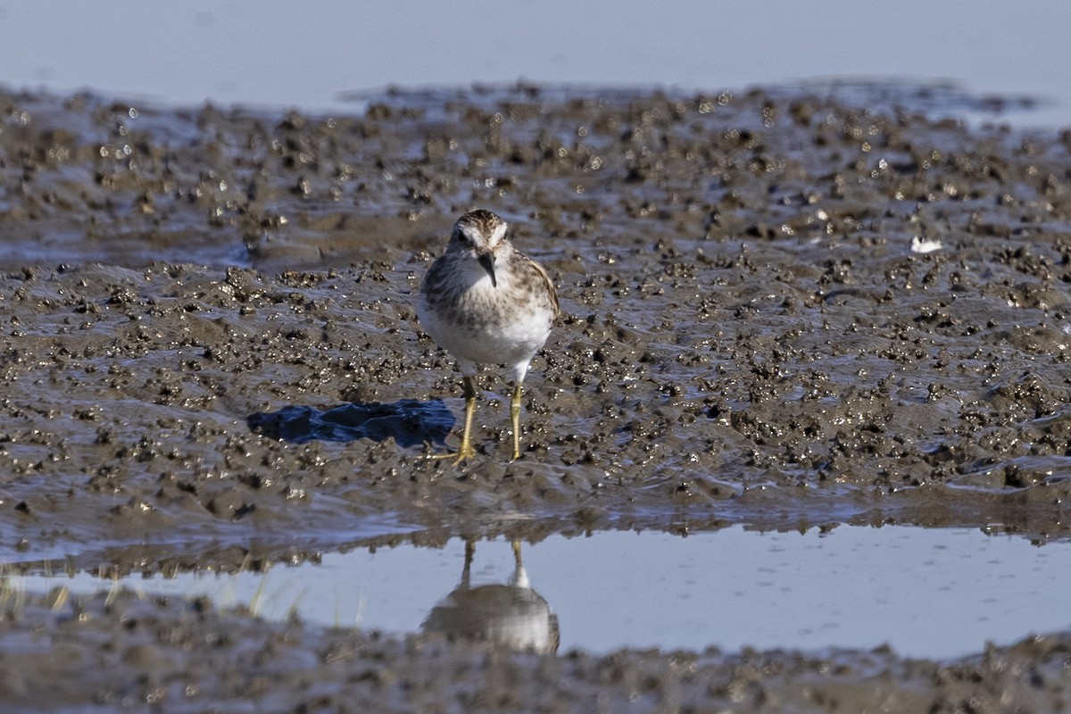 Least Sandpiper - ML642363277