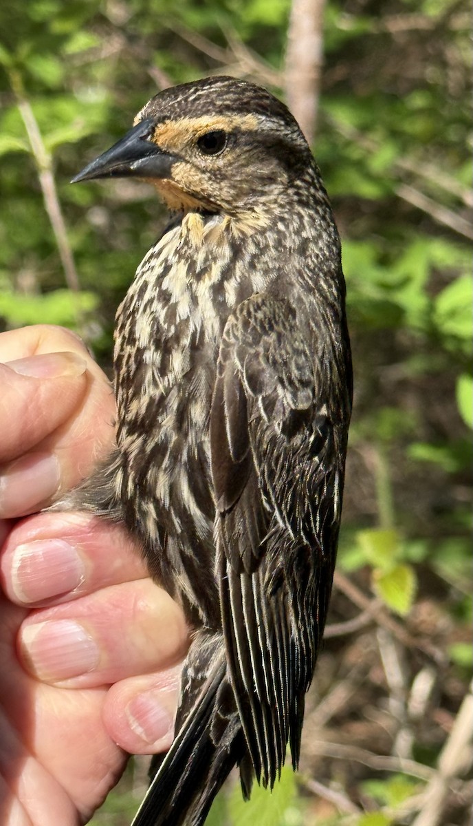 Red-winged Blackbird - ML642363279
