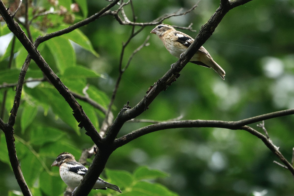 Rose-breasted Grosbeak - ML642363280