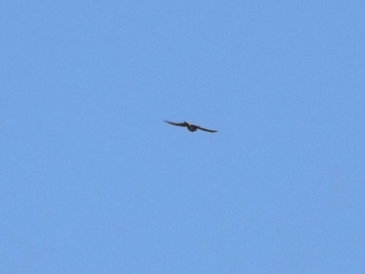 Merlin - ML642363281