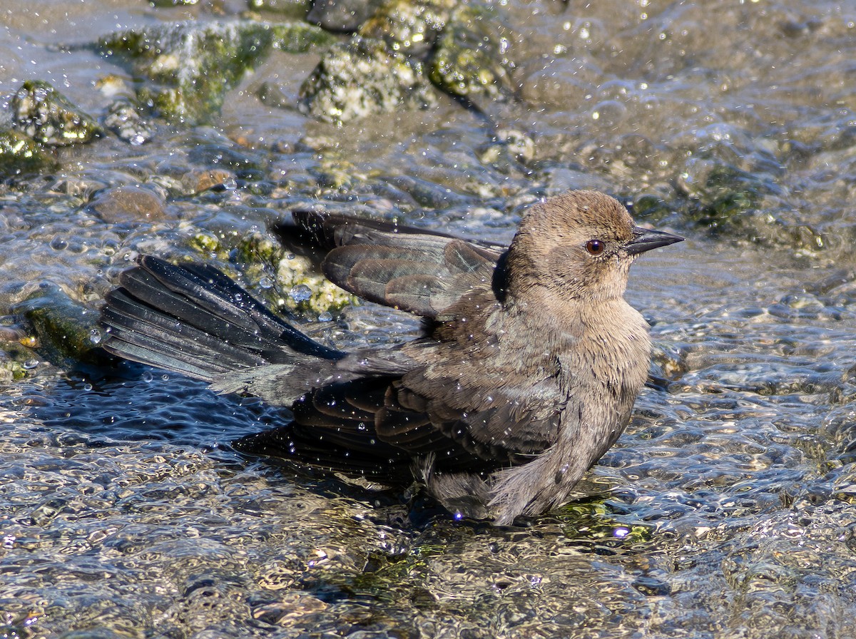 Brewer's Blackbird - ML642363282