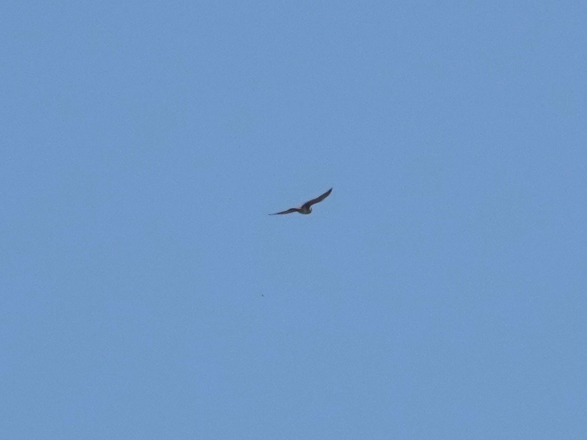 Merlin - ML642363283