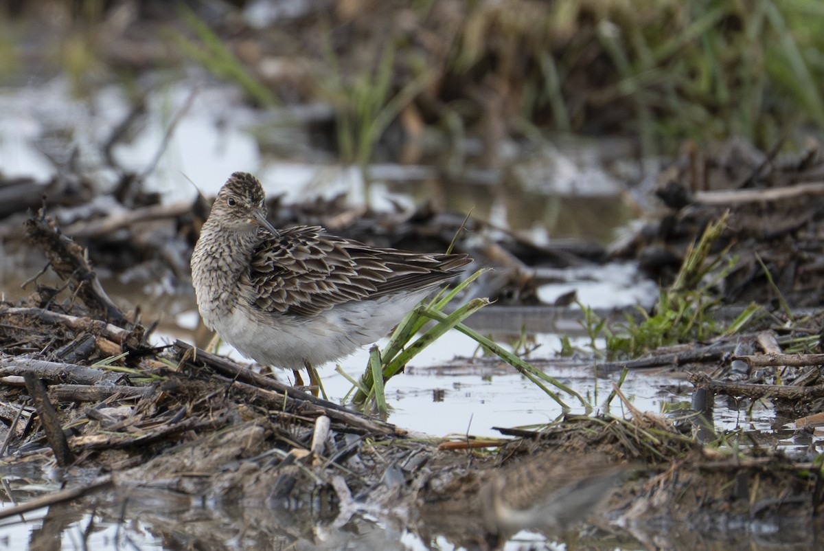 Pectoral Sandpiper - ML642363284