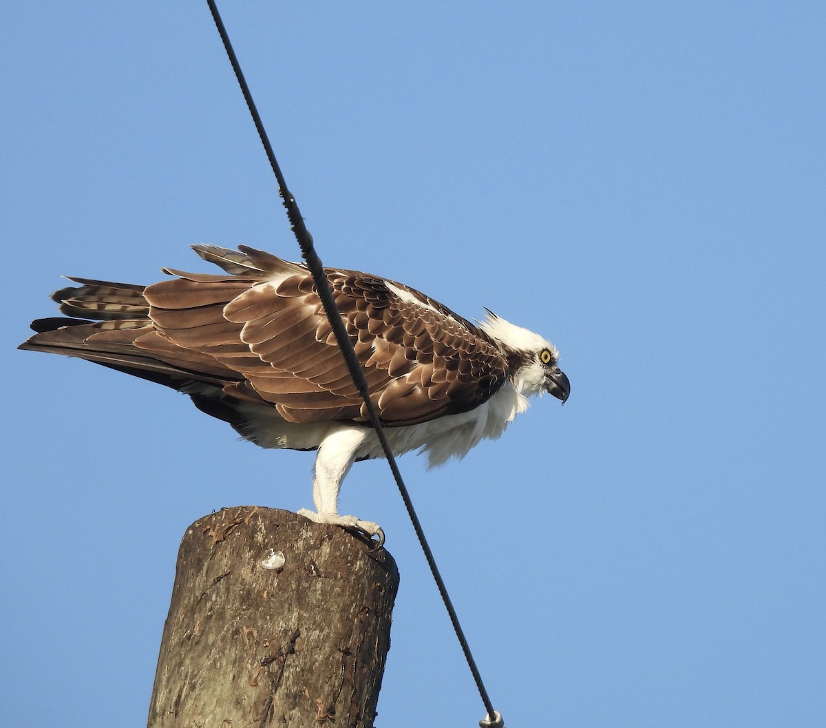 Osprey (Caribbean) - ML642363286