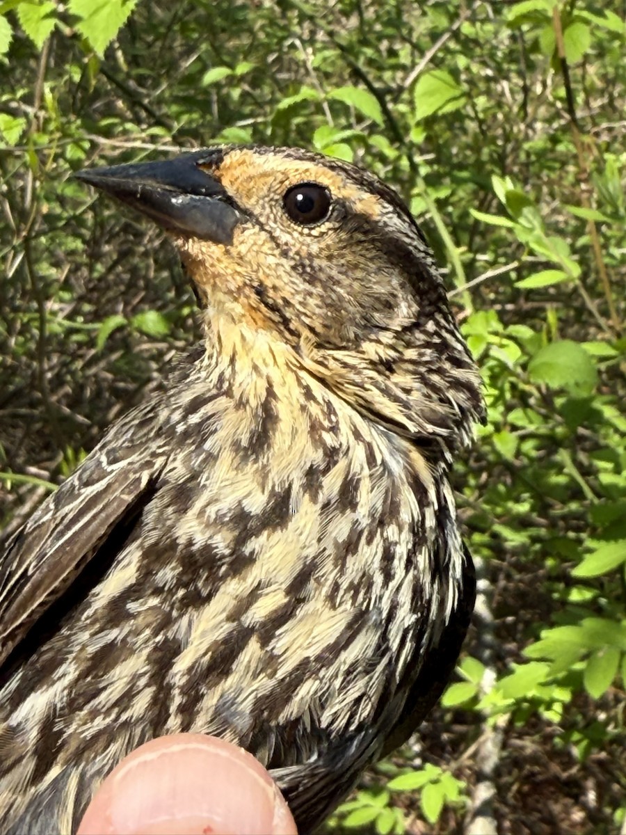 Red-winged Blackbird - ML642363287
