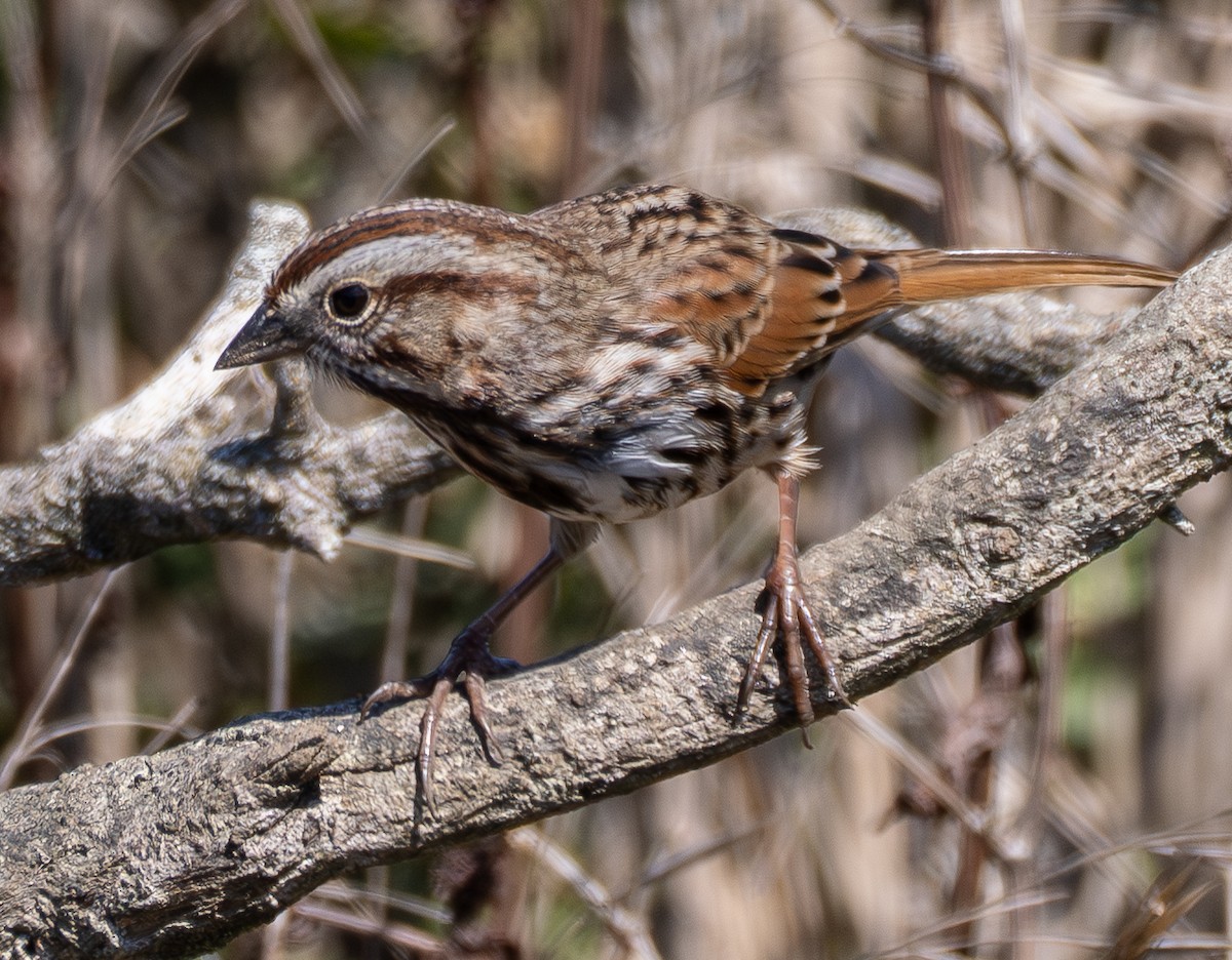 Song Sparrow - ML642363291