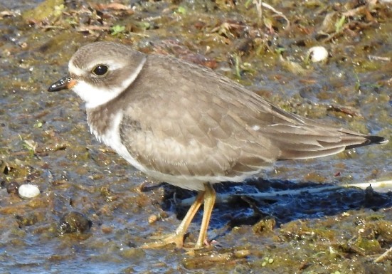 Semipalmated Plover - ML642363295