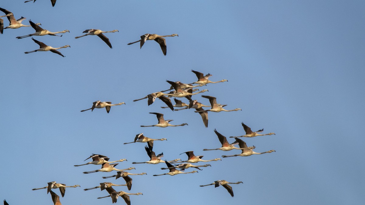 Greater Flamingo - ML642363310