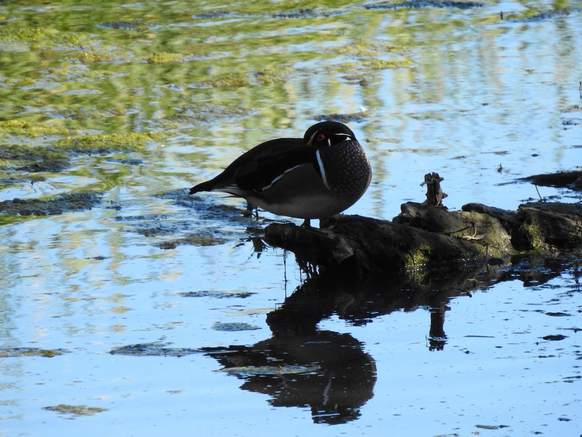 Wood Duck - ML642363318