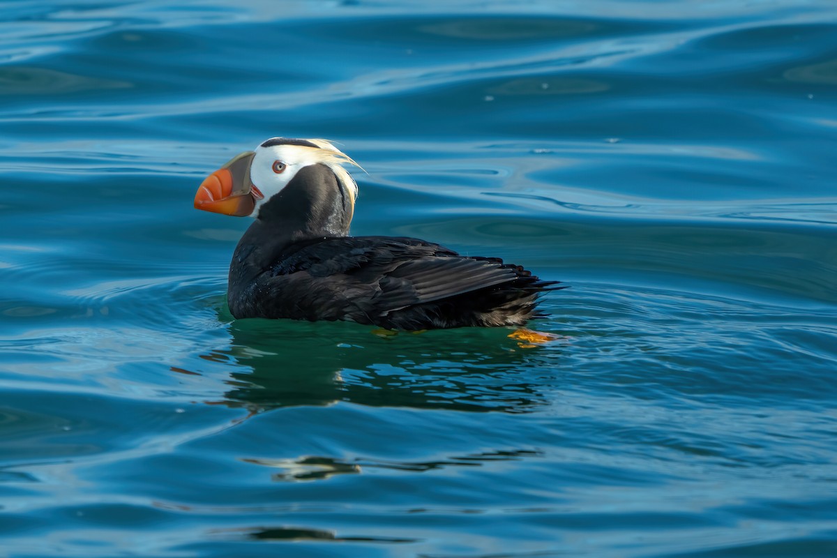 Tufted Puffin - ML642363319