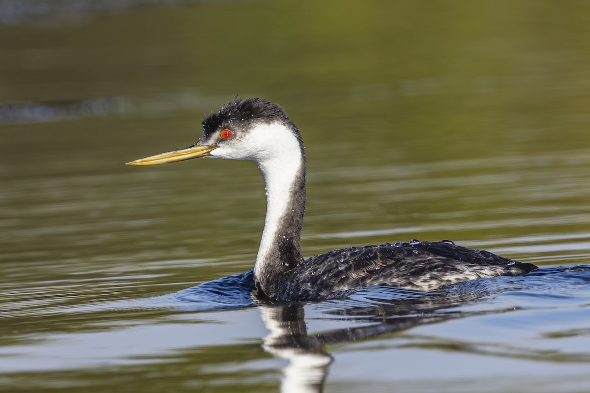 Western Grebe - ML642363324