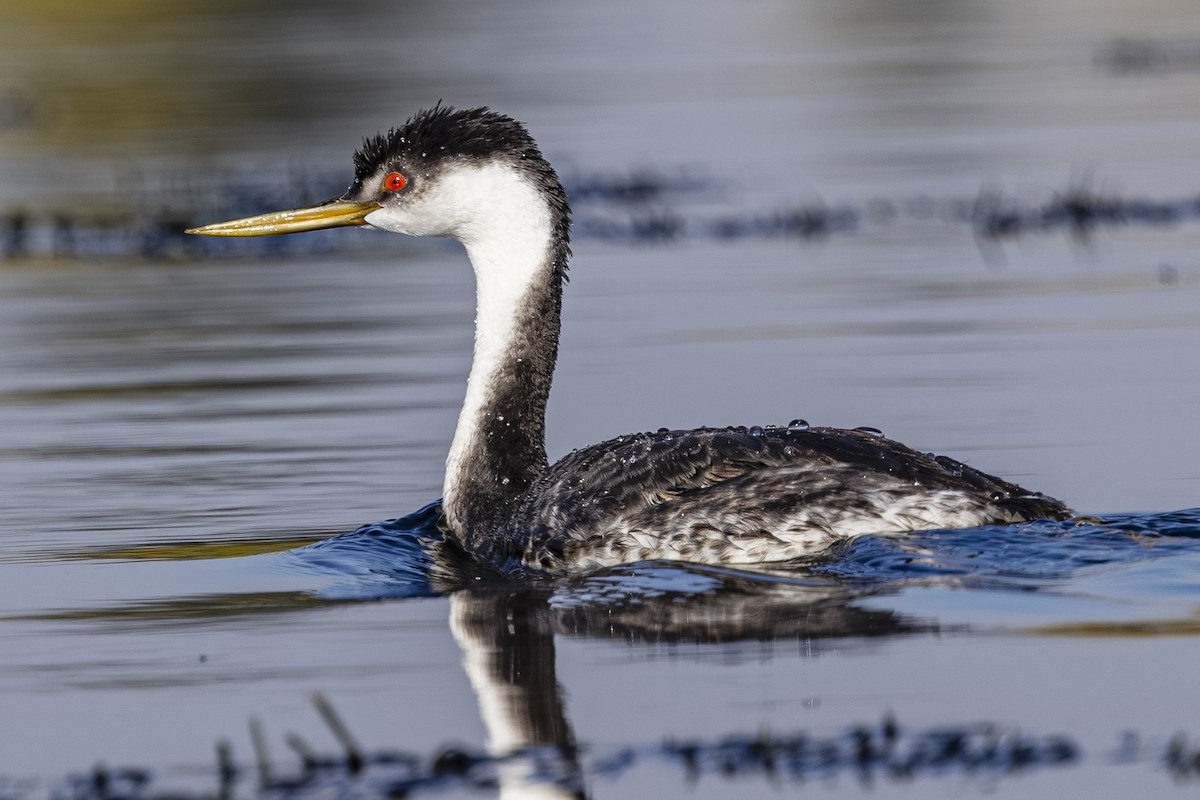 Western Grebe - ML642363326