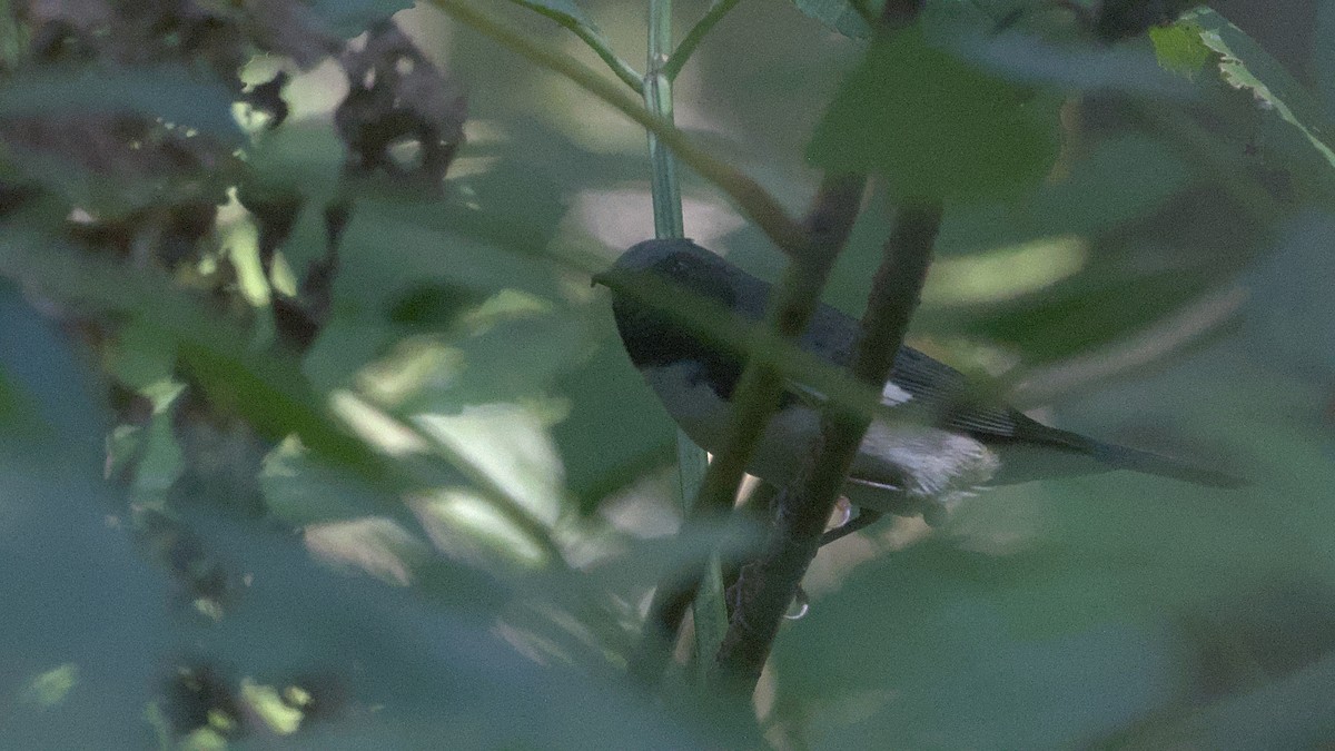 Black-throated Blue Warbler - ML642363327