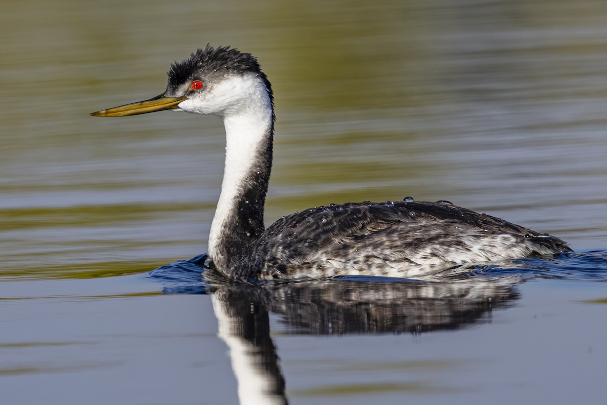 Western Grebe - ML642363328