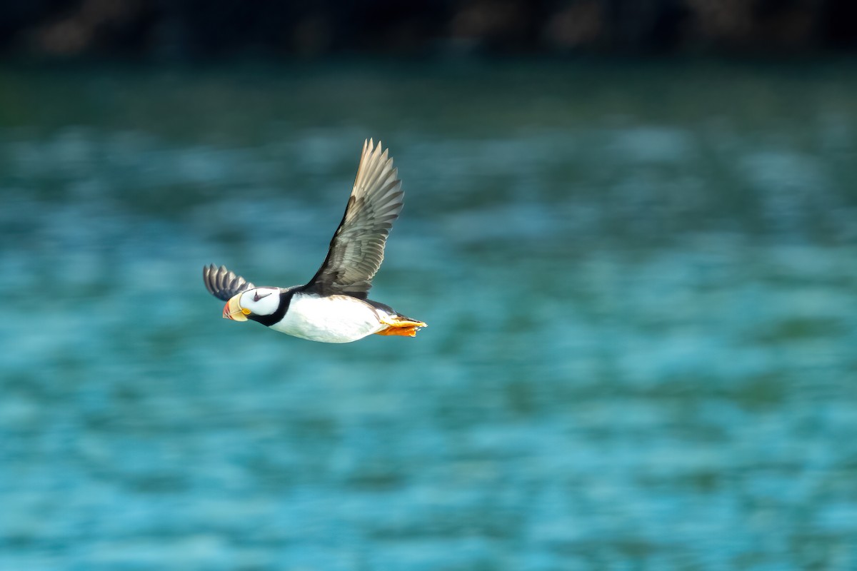 Horned Puffin - ML642363329