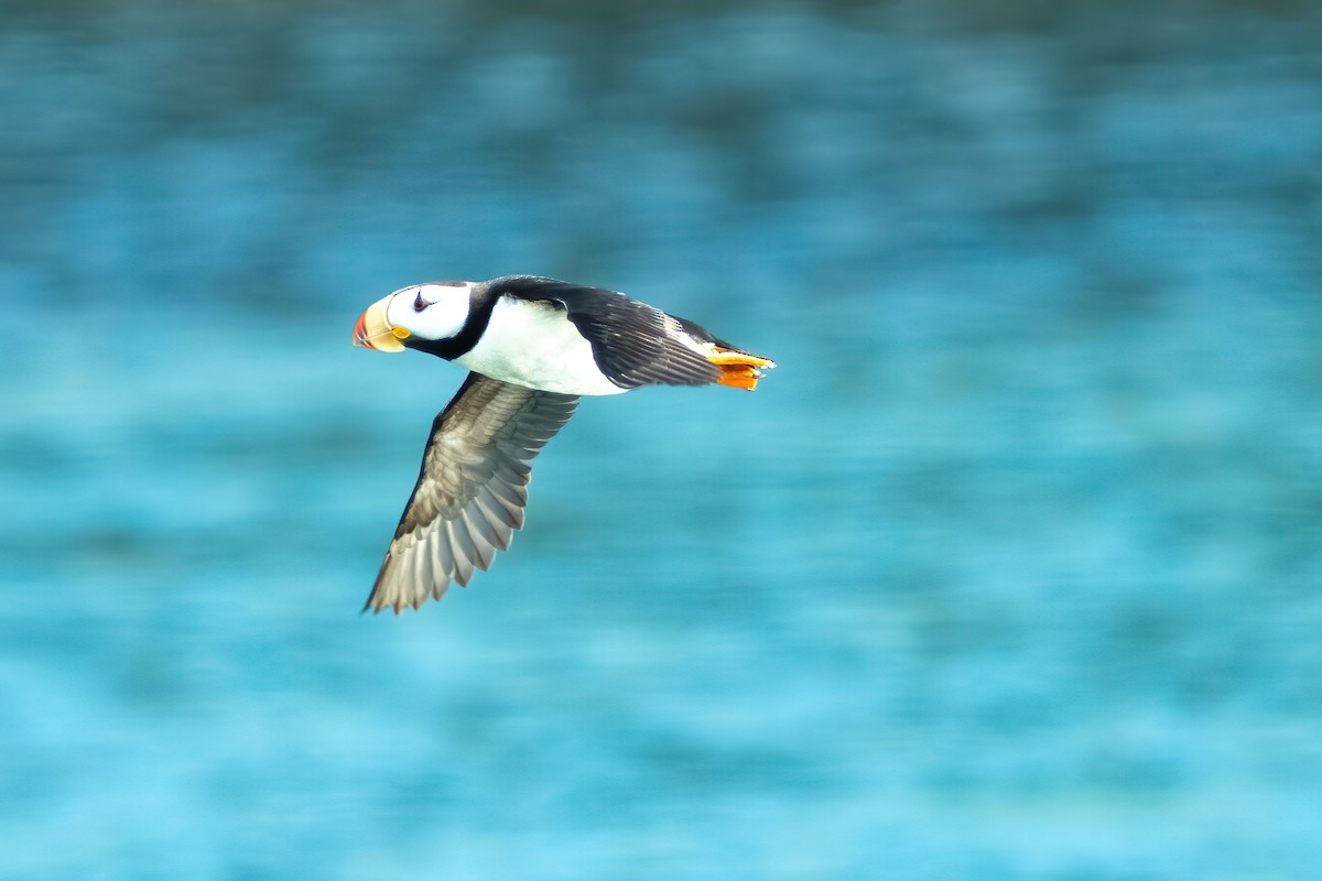 Horned Puffin - ML642363330