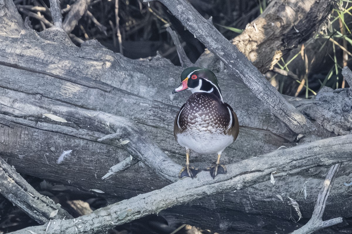 Wood Duck - ML642363331