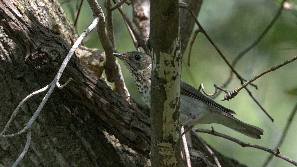 Gray-cheeked Thrush - ML642363333