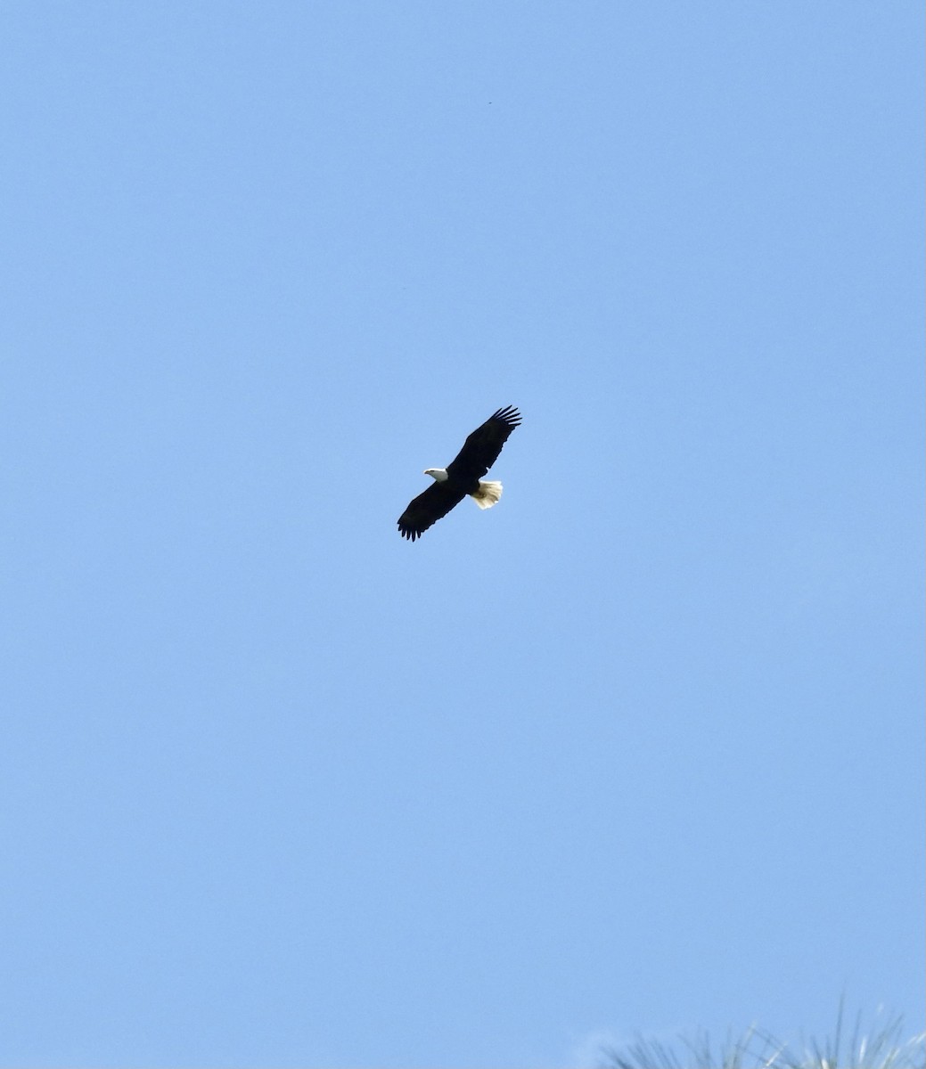Bald Eagle - ML642363336