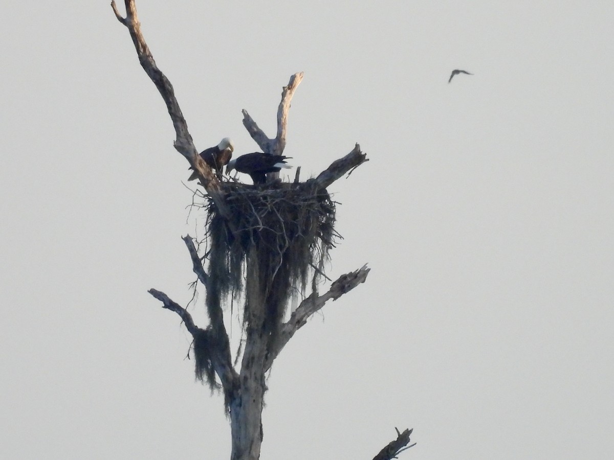 Bald Eagle - ML642363337