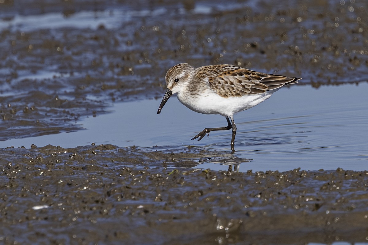 Western Sandpiper - ML642363338