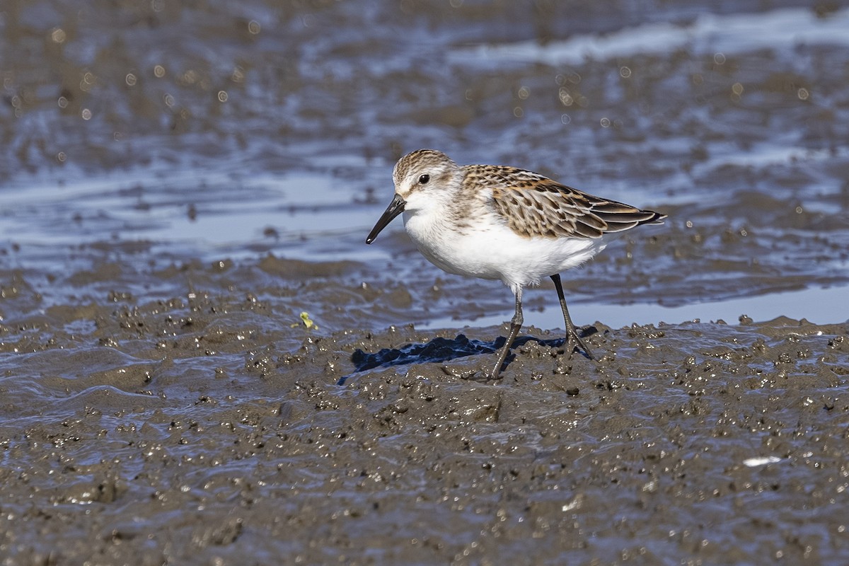 Western Sandpiper - ML642363339
