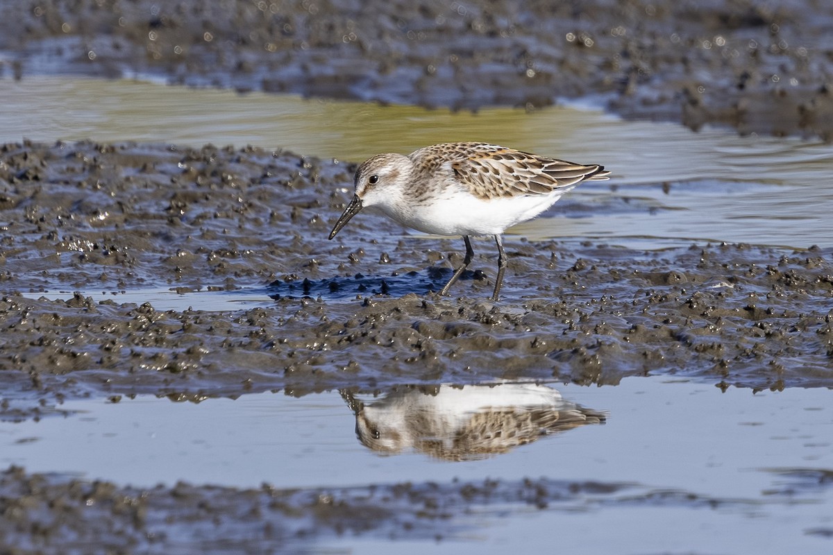 Western Sandpiper - ML642363340