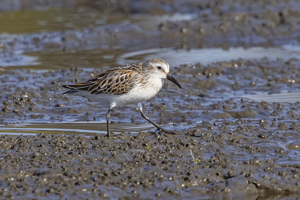 Western Sandpiper - ML642363341