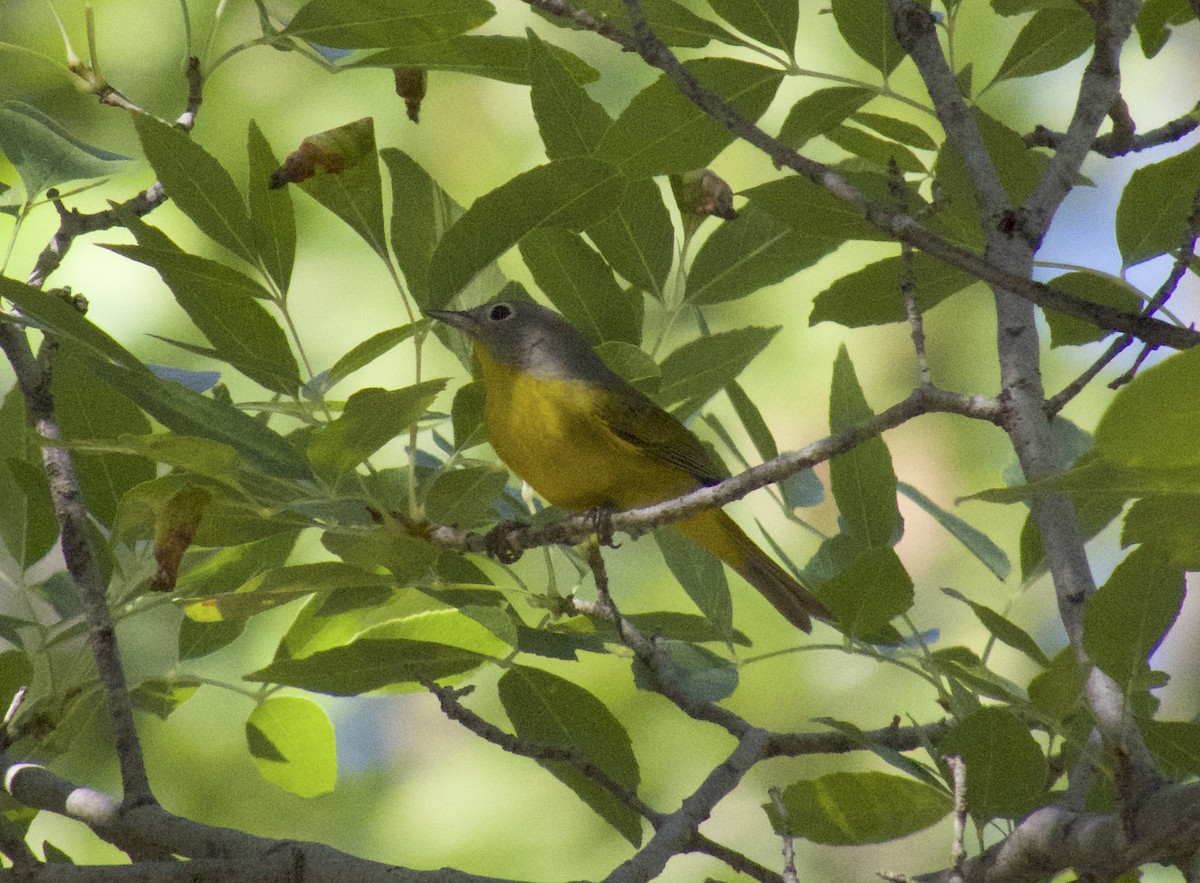 Nashville Warbler - ML642363342