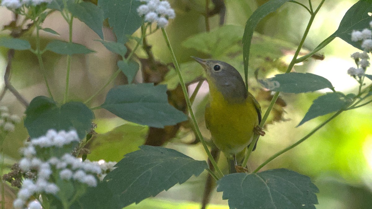 Nashville Warbler - ML642363343