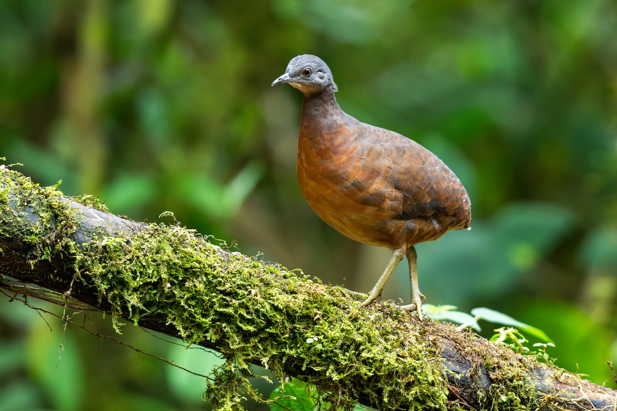 Little Tinamou - ML642363344