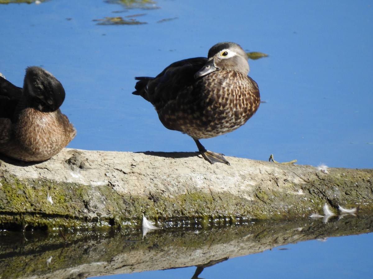 Wood Duck - ML642363346