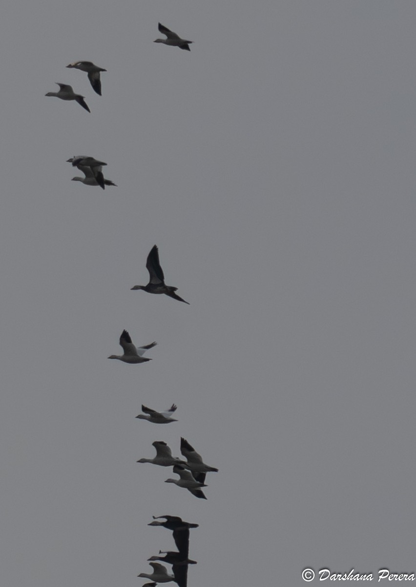 Snow Goose - ML642363352