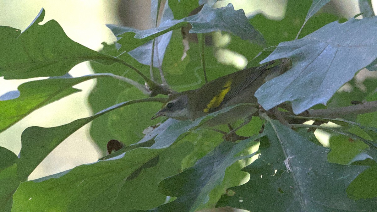 Golden-winged Warbler - ML642363356