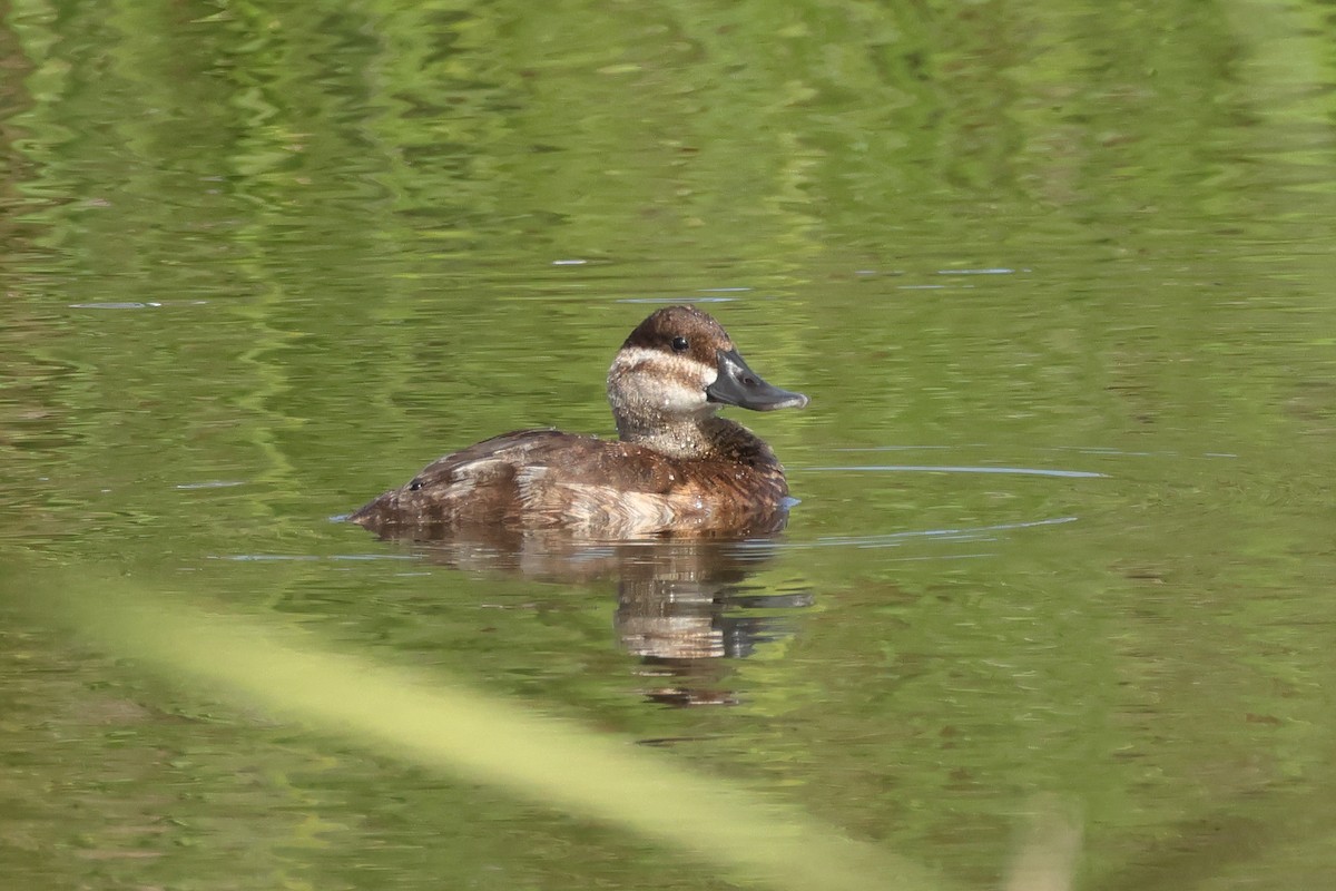 Érismature rousse - ML642363360