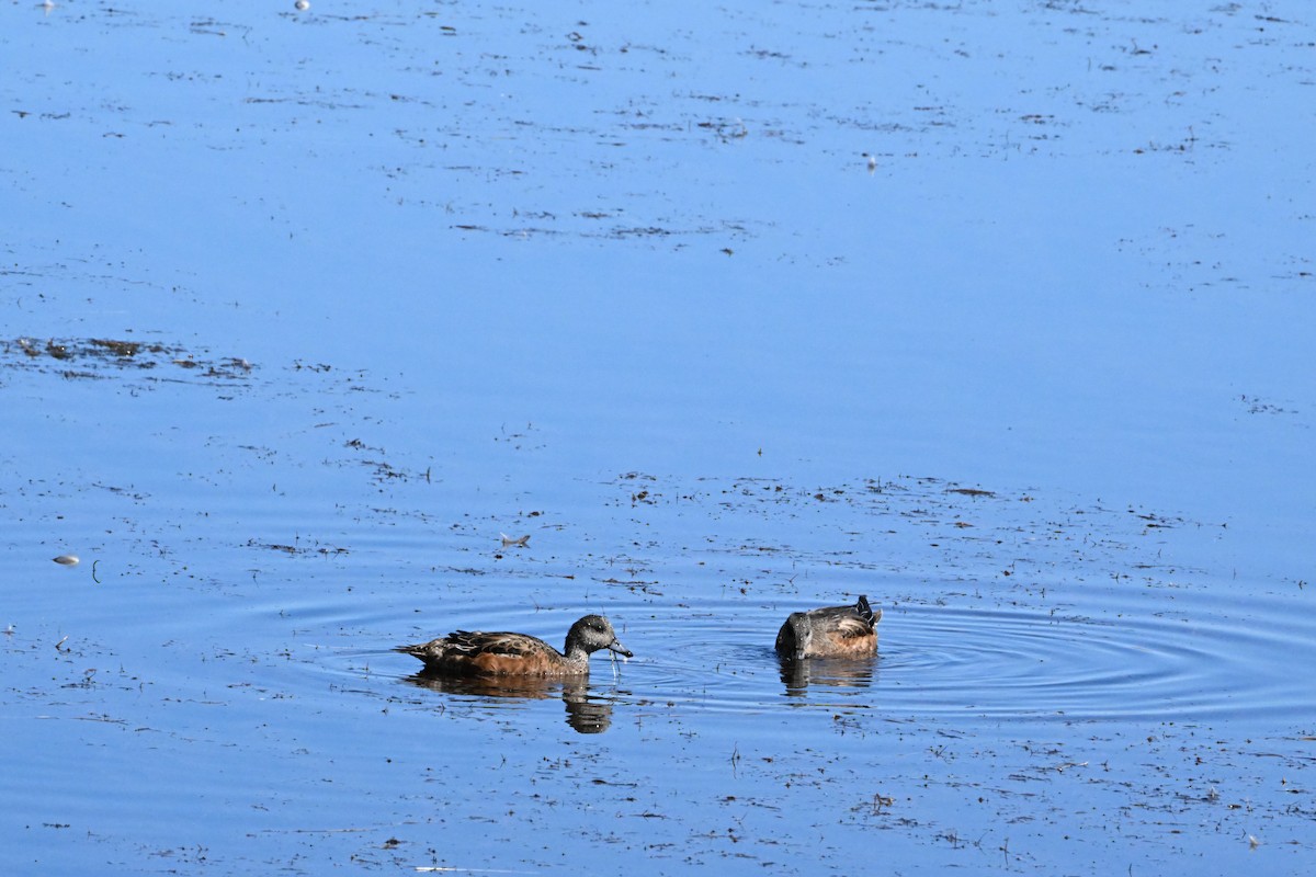 American Wigeon - ML642363364