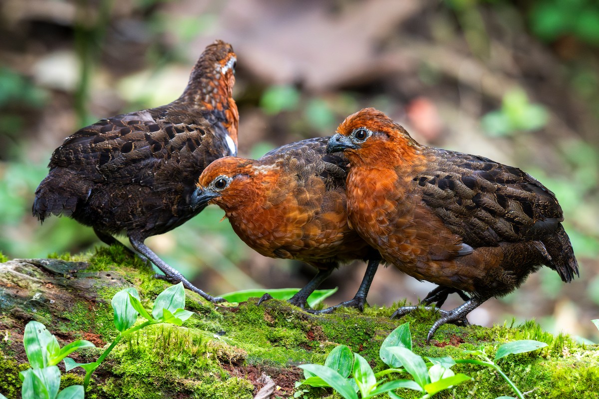 Chestnut Wood-Quail - ML642363368