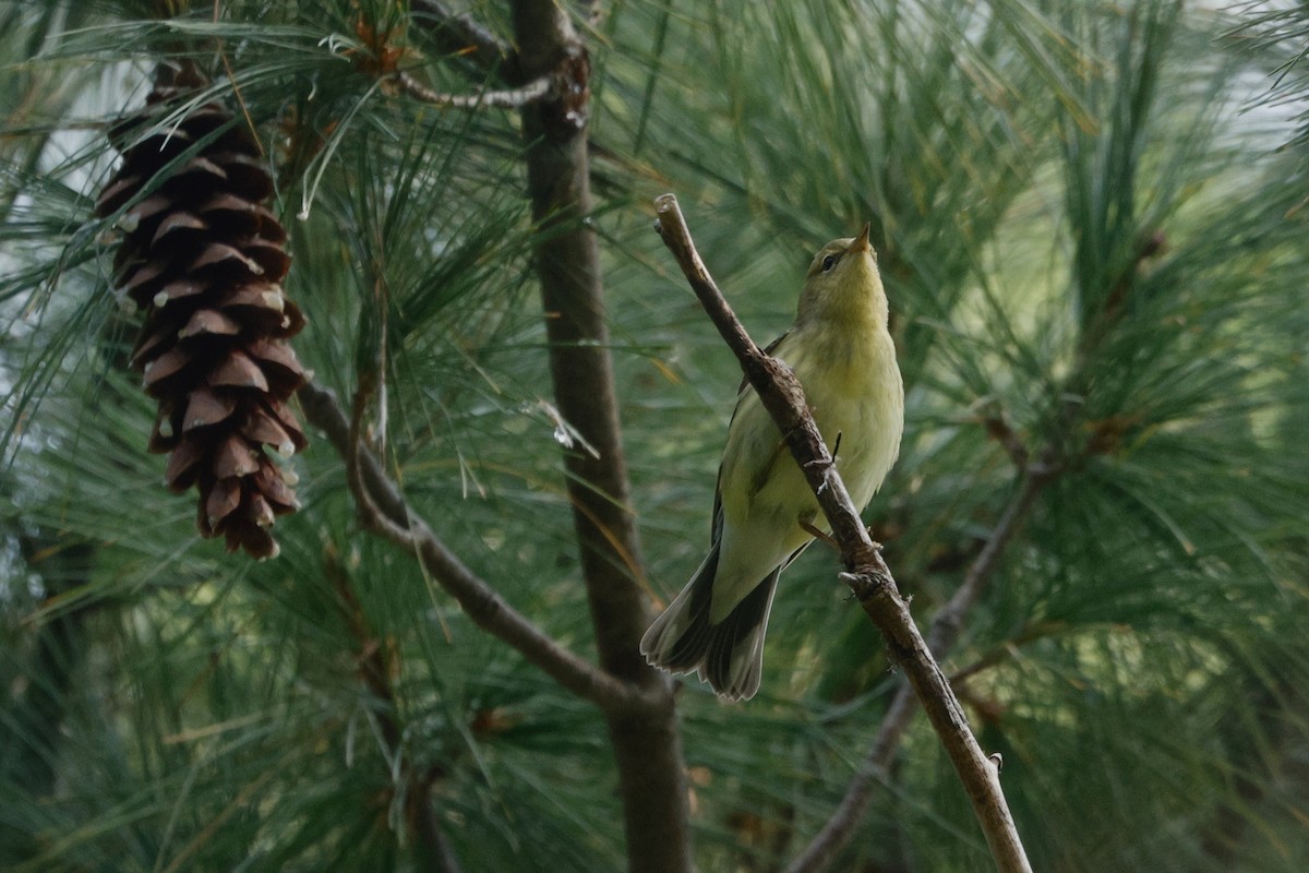 svarthetteparula - ML642363379