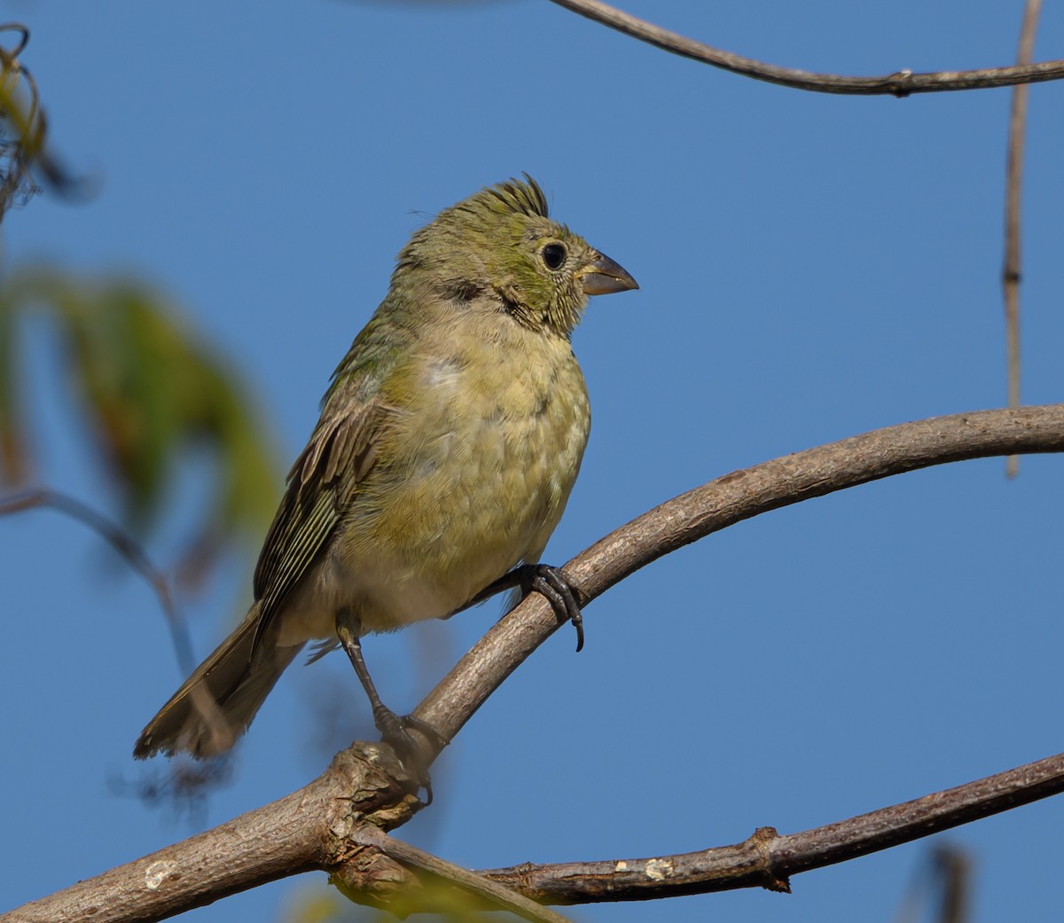Painted Bunting - ML642363380