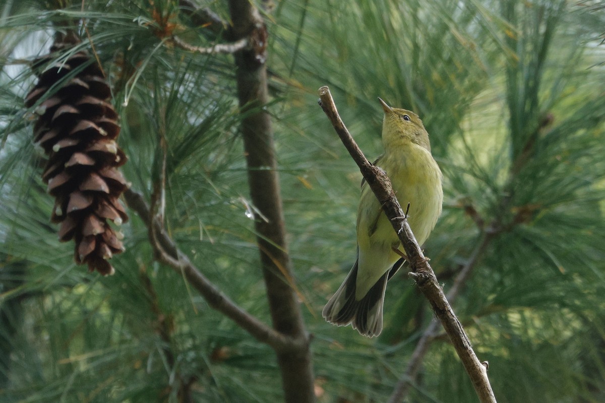 svarthetteparula - ML642363381