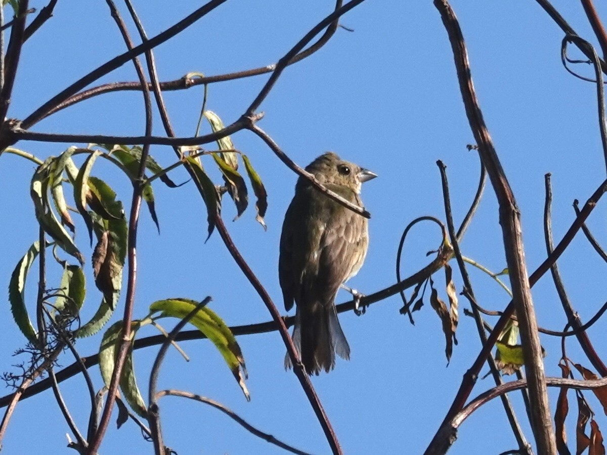 Painted Bunting - ML642363382