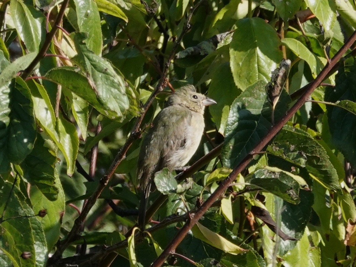 Painted Bunting - ML642363383